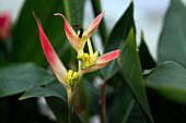 Heliconia psittacorum 'Parrot Collection'