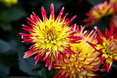 Dahlia Dahlinova Hypnotica® 'Icarus'