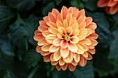 Dahlia Dahlinova Dahlia Hypnotica® 'Orange