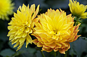 Dahlia 'XXL® Baja Sol