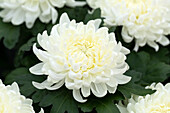 Chrysanthemum indicum 'Cosmo White'