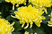 Chrysanthemum indicum 'Cosmo Yellow' (German)