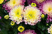 Chrysanthemum Mystic Mums 'Ditto Pink'