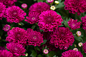 Chrysanthemum Mystic Mums 'Meridian Cherry Purple'