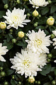 Chrysanthemum Mystic Mums Sunbeam White