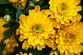 Chrysanthemum Mystic Mums 'Sunbeam Bronze Bicolor'