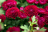 Chrysanthemum Mystic Mums Eventide Purple