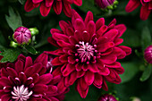 Chrysanthemum Mystic Mums