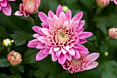 Chrysanthemum Mystic Mums