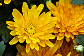 Chrysanthemum Mystic Mums 'Sunbeam Flame'