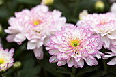 Chrysanthemum Mystic Mums 'Sunbeam Flair'