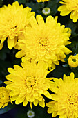 Chrysanthemum Mystic Mums 'Sunbeam Yellow'