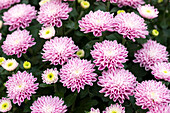 Chrysanthemum Mystic Mums 'Daybreak Dark Pink'