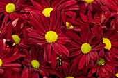 Chrysanthemum indicum 'Breeze Rouge'