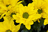 Chrysanthemum indicum 'Breeze Sol'