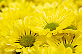 Chrysanthemum indicum 'Breeze Yellow'