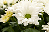 Chrysanthemum indicum 'Breeze White'