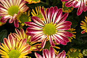 Chrysanthemum indicum 'Rainbow Burgundy'