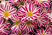 Chrysanthemum indicum Rainbow Twist