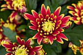 Chrysanthemum indicum 'Chrystal Festive Surprise'