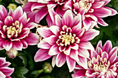 Chrysanthemum indicum 'Chrystal Surprise'