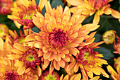 Chrysanthemum indicum 'Chrystal Bronze Bicolor