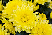 Chrysanthemum indicum 'Chrystal Icecreame Yellow'
