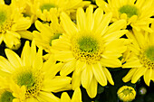 Chrysanthemum indicum 'Splash Happiness'