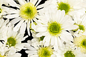Chrysanthemum indicum 'Splash Harmony'