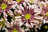 Chrysanthemum indicum Splash Lightning