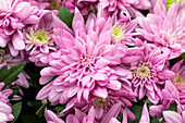 Chrysanthemum indicum 'Chrystal Lovely