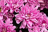 Chrysanthemum indicum Chrystal Pink