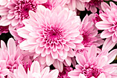 Chrysanthemum indicum 'Chrystal Pink Flair'