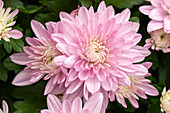 Chrysanthemum indicum, filled, pink