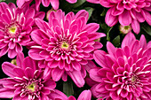 Chrysanthemum indicum 'Chrystal Pink Charm'