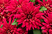 Dahlia, red