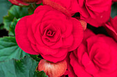 Begonia elatior Move2 'Passion Red'