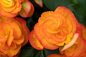 Begonia elatior, orange