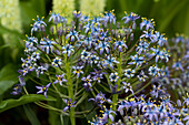 Scilla peruviana 'Caribbean Jewels® Cayman'