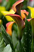 Zantedeschia aethiopica 'Morning Sun