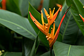 Heliconia psittacorum Orange Parrot