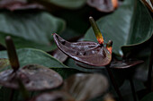 Anthurium x andreanum 'Giant Chocolate'®