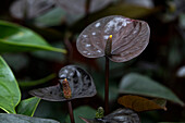 Anthurium x andreanum 'Black Love'®