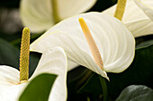 Anthurium x andreanum 'White Winner'