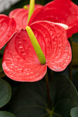 Anthurium x andreanum 'Prince Of Red'