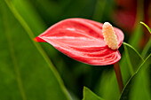 Anthurium x andreanum 'Million Flowers Red'