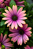 Osteospermum 'Margarita Bronze Flare'