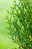 Thuja occidentalis 'Emerald