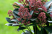 Skimmia japonica 'Rubella'