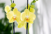 Phalaenopsis 'Mandarin Mix'